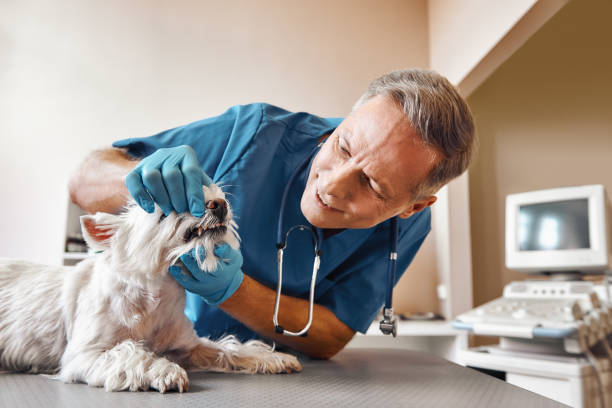 Best Pediatric Emergency Dentist in Ranlo, NC